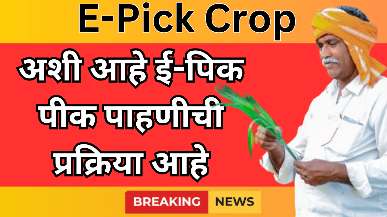 अशी आहे ई-पिक पीक पाहणीची प्रक्रिया आहे, संपूर्ण माहिती पहा e-pick crop